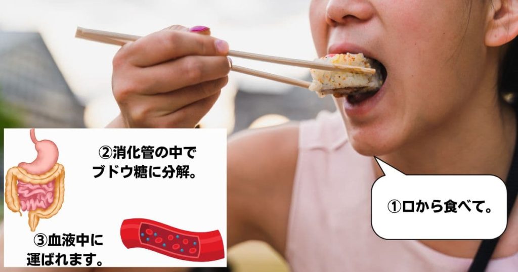 消化管の中でブドウ糖に分解後血液中に運ばれます。