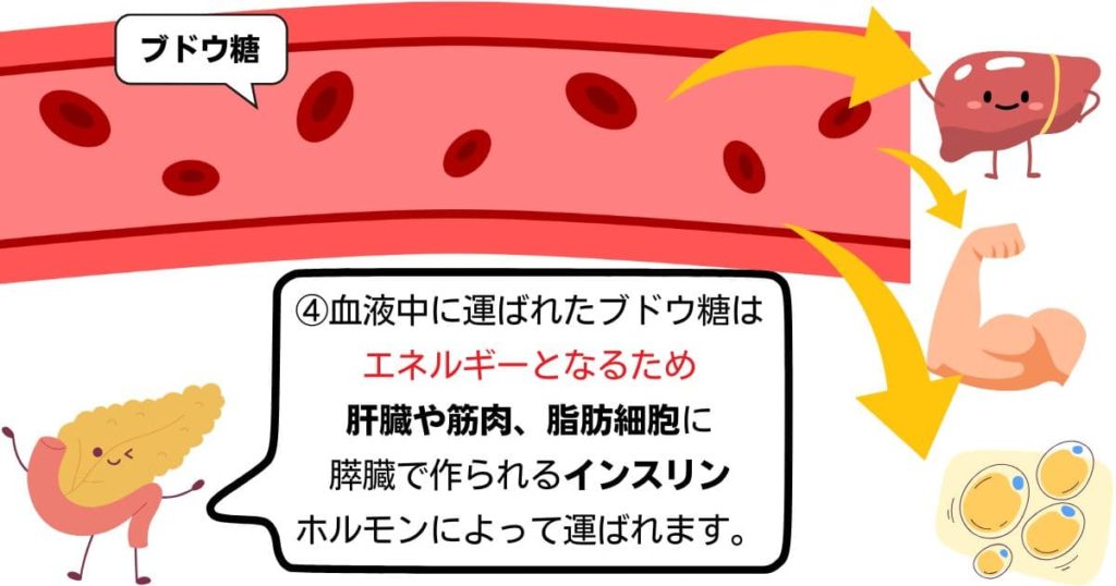 血糖値　ブドウ糖