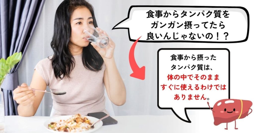 食事から摂ったタンパク質は、体の中でそのまますぐに使えるわけではありません。