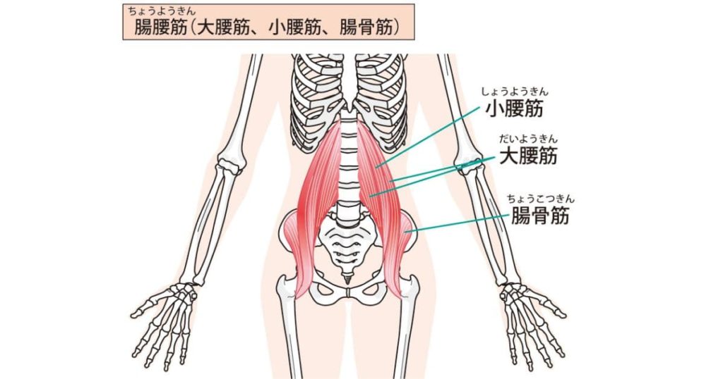 腸腰筋　大腰筋　腸骨筋