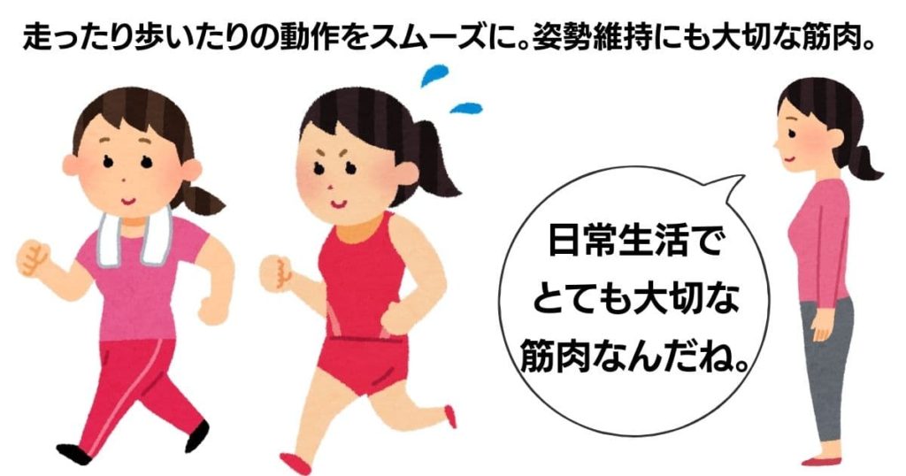 私たちが立つ・歩く・走るといった動作をスムーズに行うために欠かせない筋肉