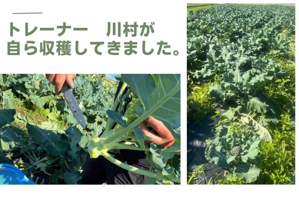 ブロッコリーの収穫に行ってきました。