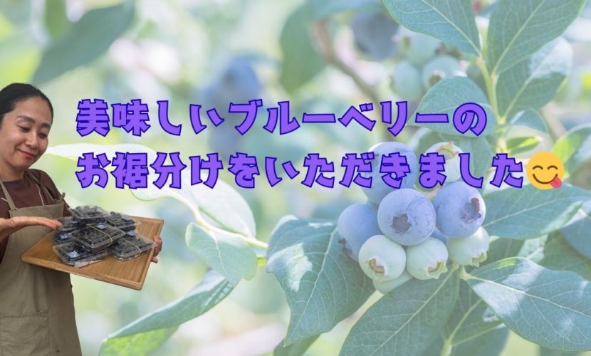 美味しいブルーベリーのお裾分けをいただきました