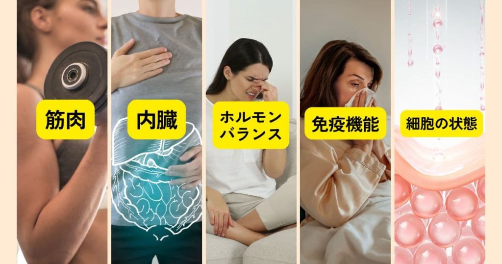 老化の進行具合」を反映した年齢　生物学的年齢