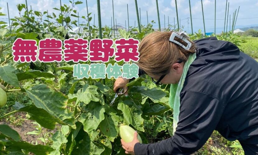 無農薬野菜収穫体験
